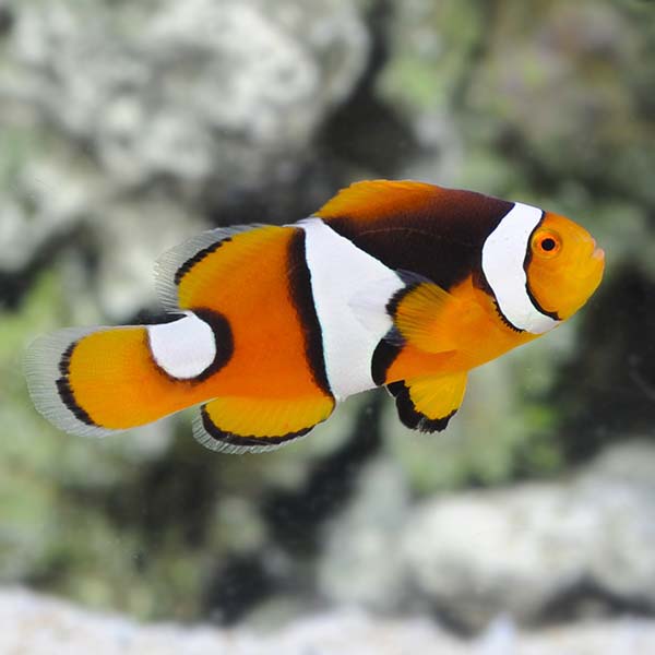 ORA® Captive-Bred Misbar Onyx Percula Clownfish
